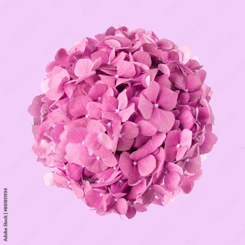Obraz premium Pink hydrangea flower, closeup shot