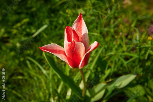 Pinocchio tulip "Tulipa Greigii Pinocchio" close up with morning dew drops on green grass background  оn the morning sun light