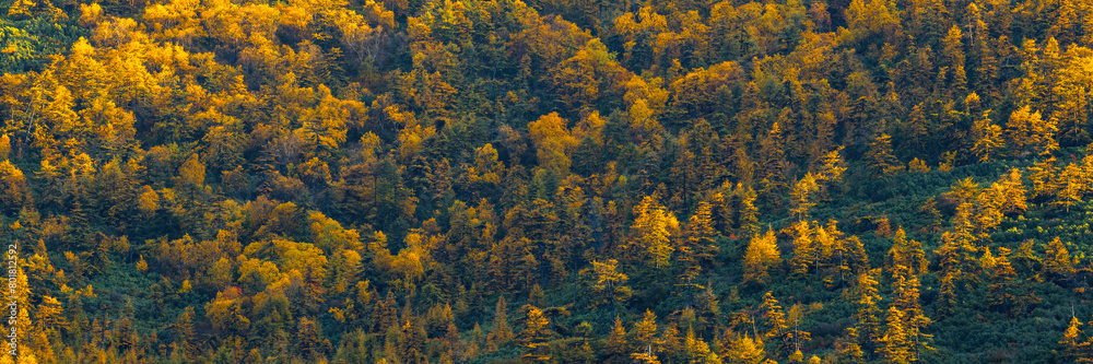 Beautiful panoramic autumn landscape. View of the larch forest on the mountainside. Yellowed autumn larch trees and thickets of evergreen dwarf pine. Fall season. Great for backgrounds and designs. Beautiful panoramic autumn landscape. View of the larch forest on the mountainside. Yellowed autumn larch trees and thickets of evergreen dwarf pine. Fall season. Great for backgrounds and designs.