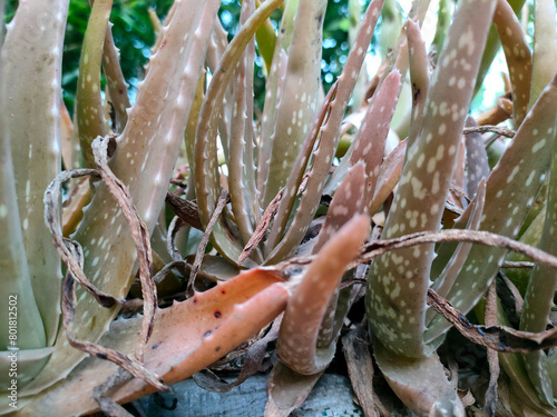 close up of dead Aloe vera leaves branch plants, Plant diseases or impact of insects concept