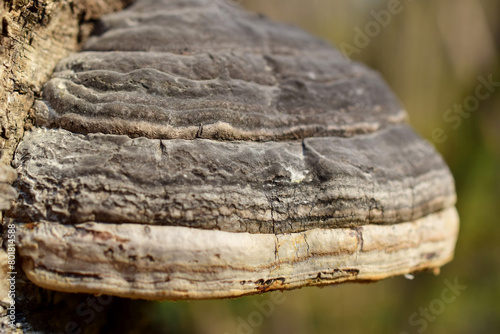 Tinder mushrooms are fungi of the basidiomycetes department.