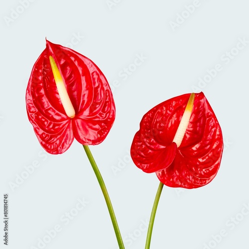 Beautiful blooming red anthurium flowers photo