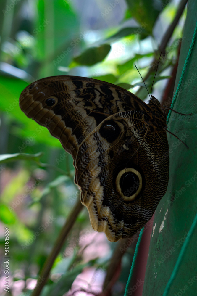 Beautiful monarch butterfly perched delicately Beautiful monarch butterfly perched delicately