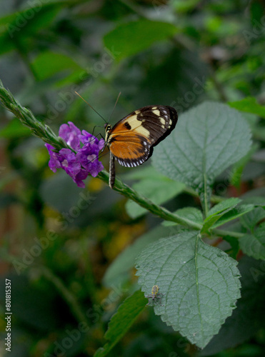 Beautiful monarch butterfly perched delicately