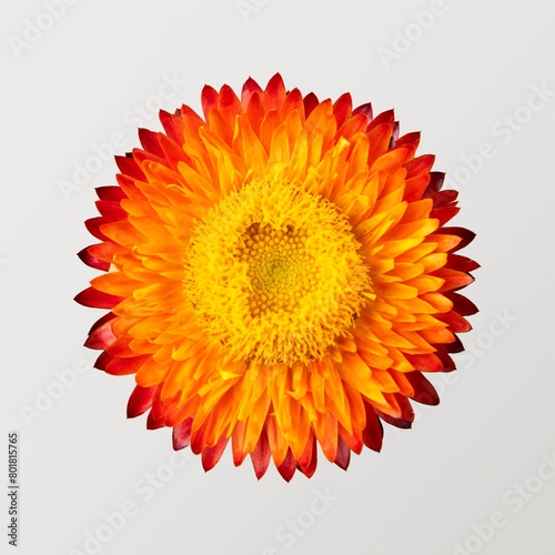 Принти на полотні Orange everlasting flower, closeup shot
