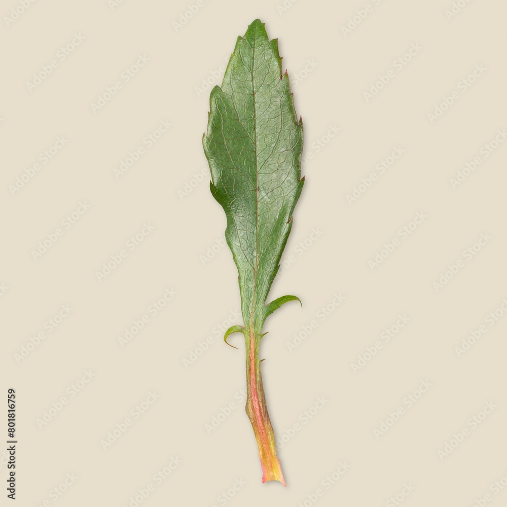 Obraz premium Leaf closeup shot, beige background