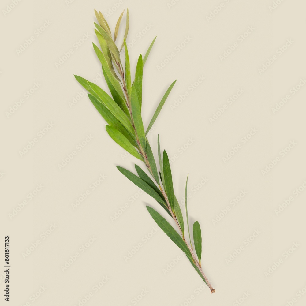Acacia Floribunda branch, green background Acacia Floribunda branch, green background