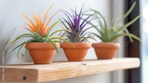 A trio of terracotta pots filled with unique and colorful air plants arranged in a grid pattern on a floating shelf creating a striking and modern display in a hallway.