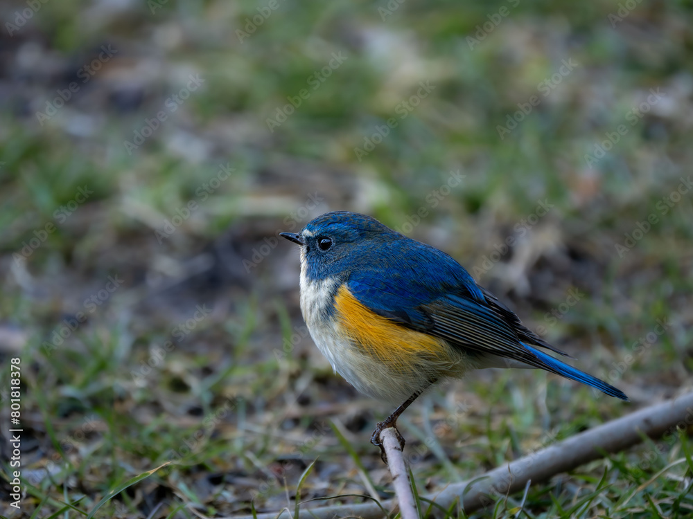 Fototapeta premium 地面に降りてエサを探しているルリビタキの雄