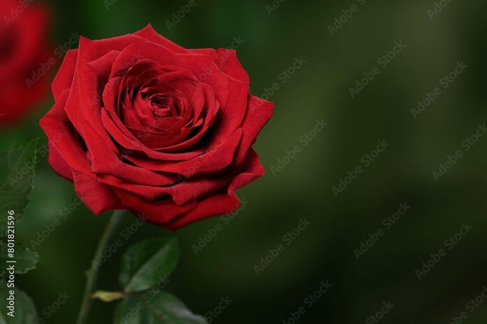 Red rose, valentine's background, design space Red rose, valentine's background, design space