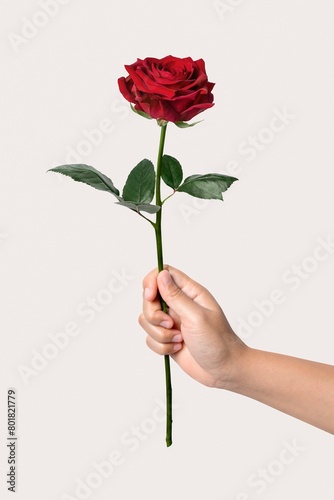 Woman holding red rose  valentine s flower