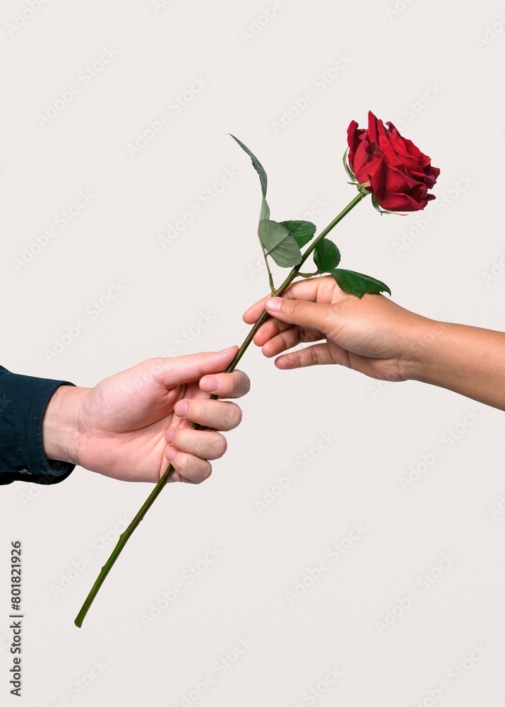 People giving red rose, valentine's flower