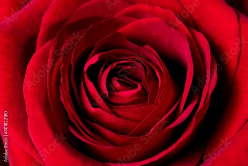 Red rose  valentine s background  flower closeup shot