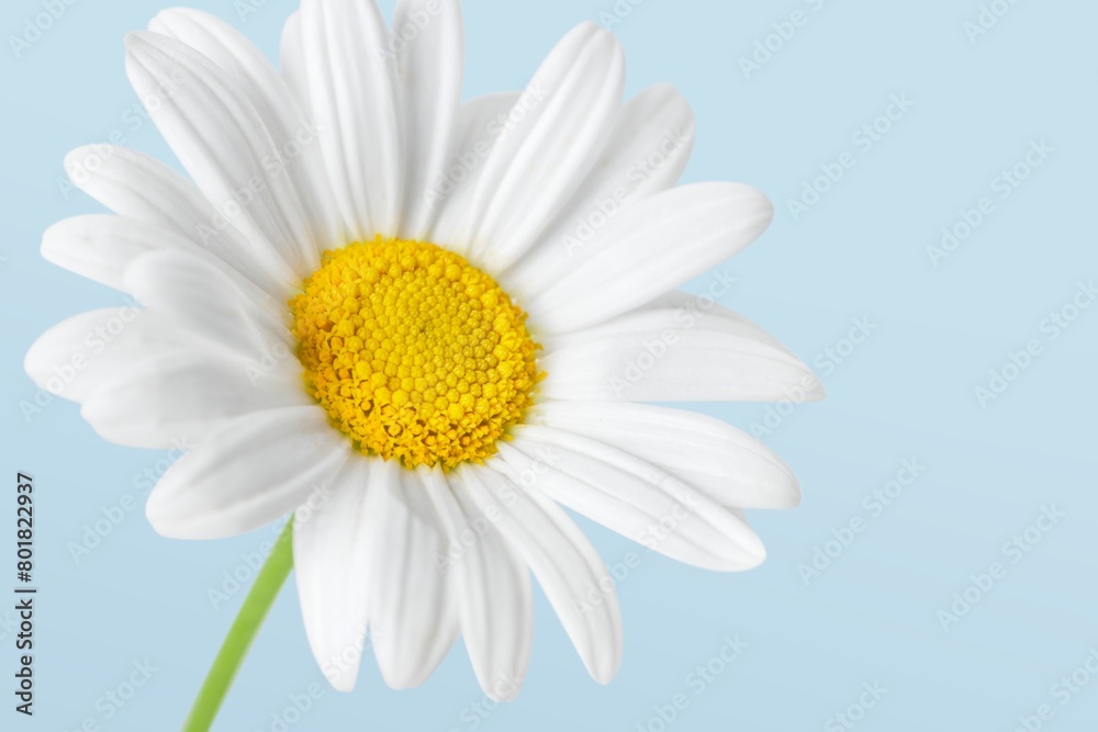 White daisy background, design space