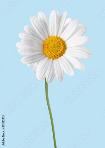 Beautiful blooming white daisy flower