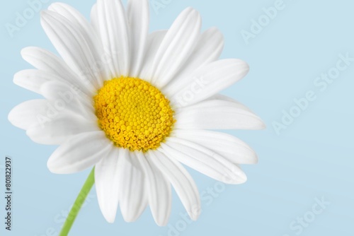 White daisy background  design space