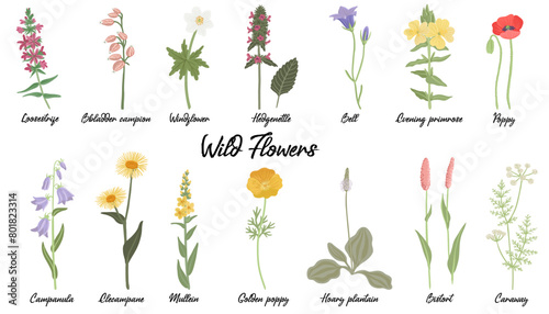 field flowers, vector drawing wild flowering plants isolated at white background, floral design elements, hand drawn botanical illustration