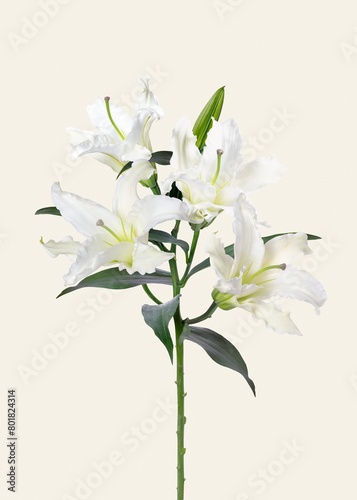 Beautiful blooming white lily flower