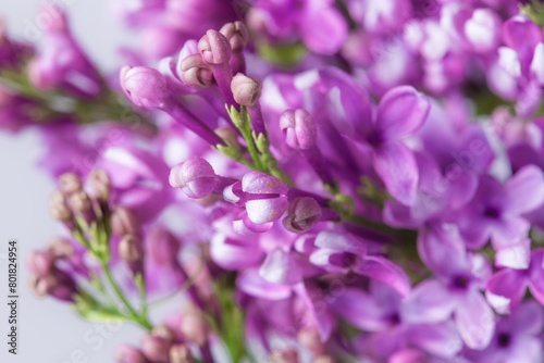 Lilac background  flower macro shot