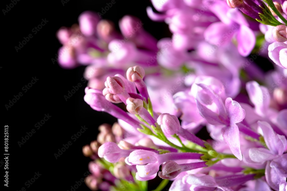 Purple lilac background, flower macro shot Purple lilac background, flower macro shot