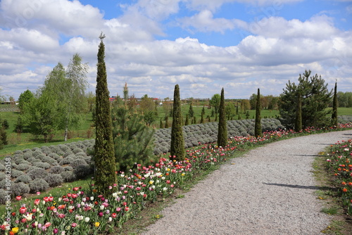 dobropark park nature tulips rest photo