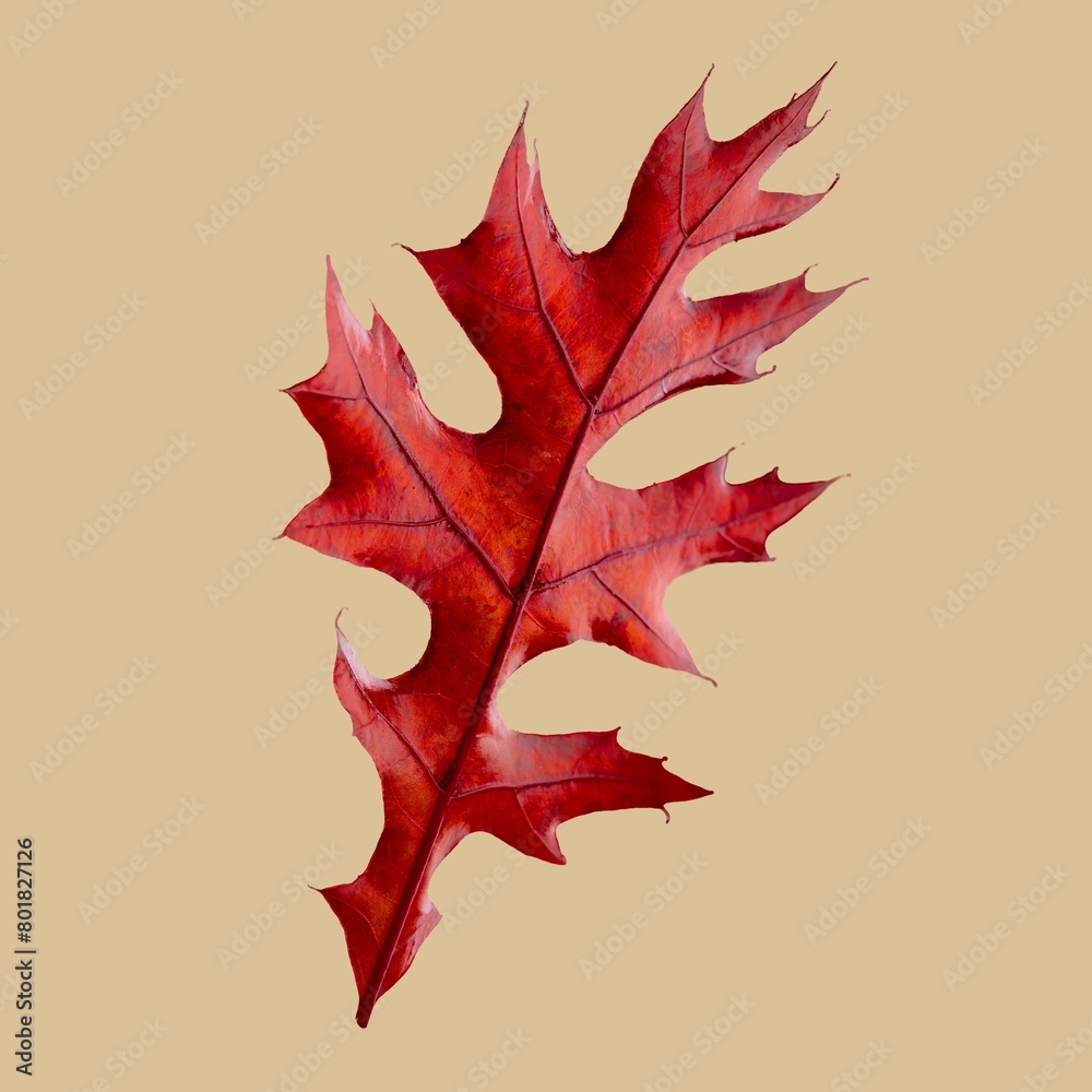 Fototapeta premium Red oak leaf, autumn botanical