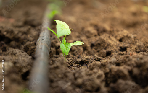 drip irrigation concept. young green sprout coming out from the soil. small green sprout , irrigation, organic farm,  represants agriculture, farming, enviroment, hope and growth.