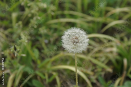 flower dandelion