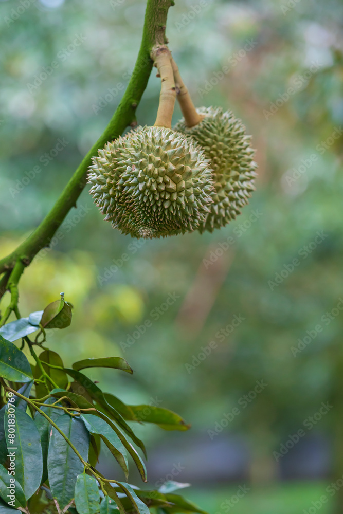 close up of durian plant close up of durian plant