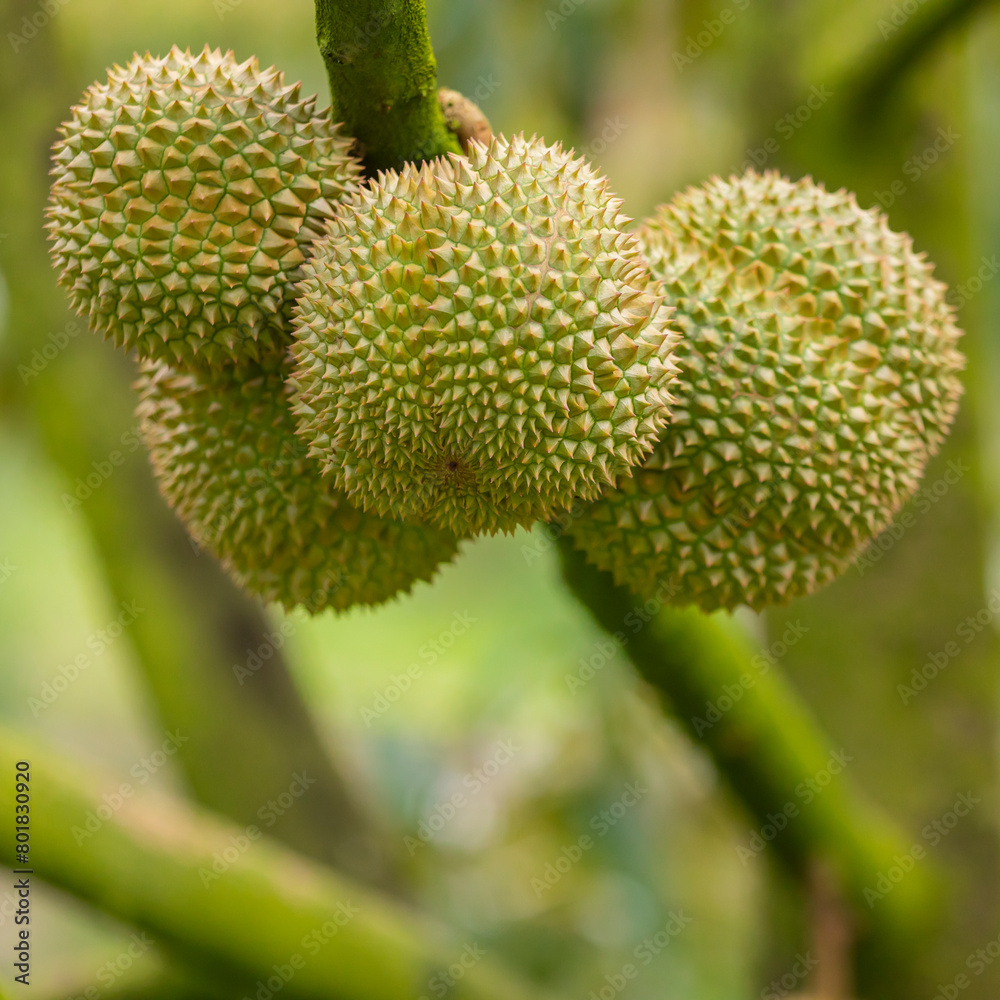 Durian ,Close-up of fresh tropical fruit and plants in a Thai market Durian ,Close-up of fresh tropical fruit and plants in a Thai market
