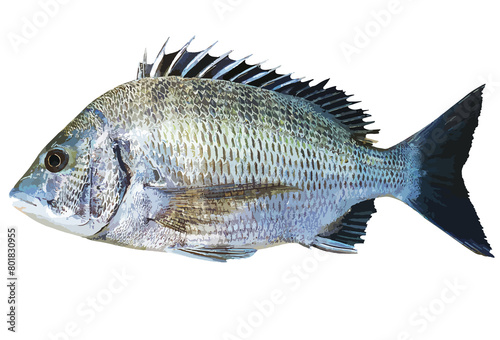 精悍な良型成魚のクロダイ（チヌ）リアルレタッチ・イラスト