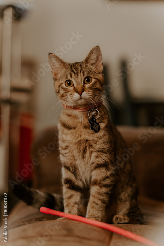 Cute kitten on a chair