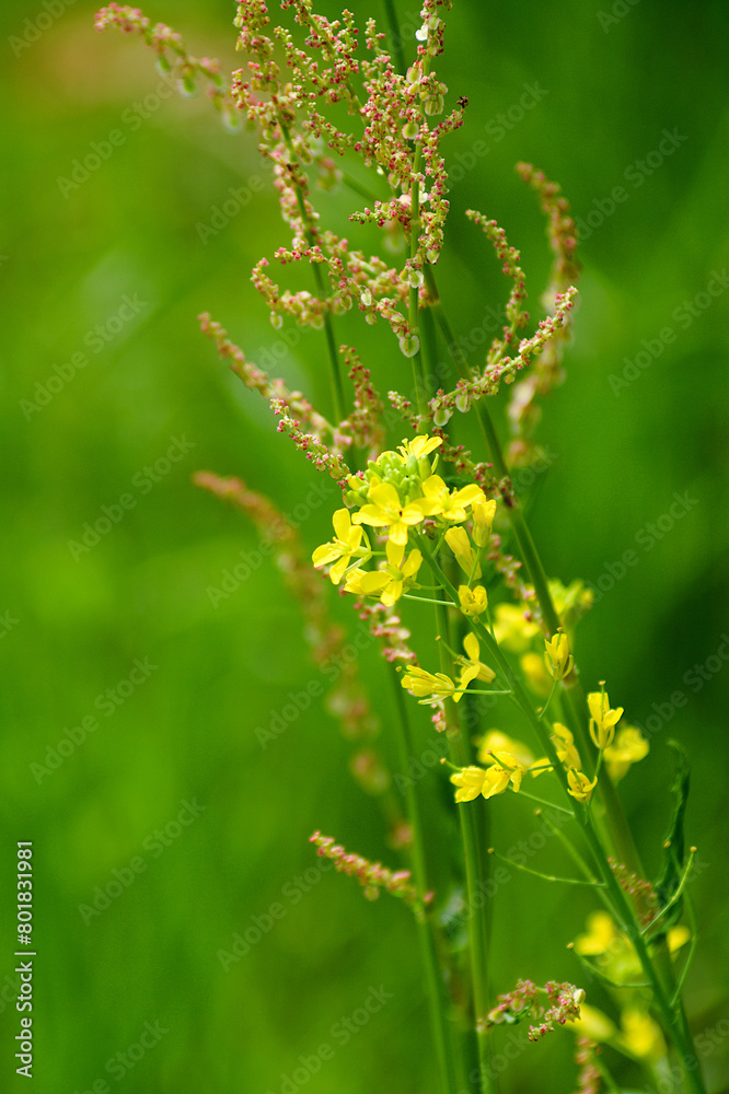 flowers in the field