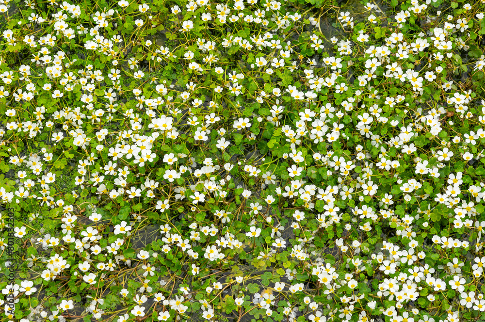 Water Lily Blossoming: Aerial View of a Stream Covered in Flowers.
