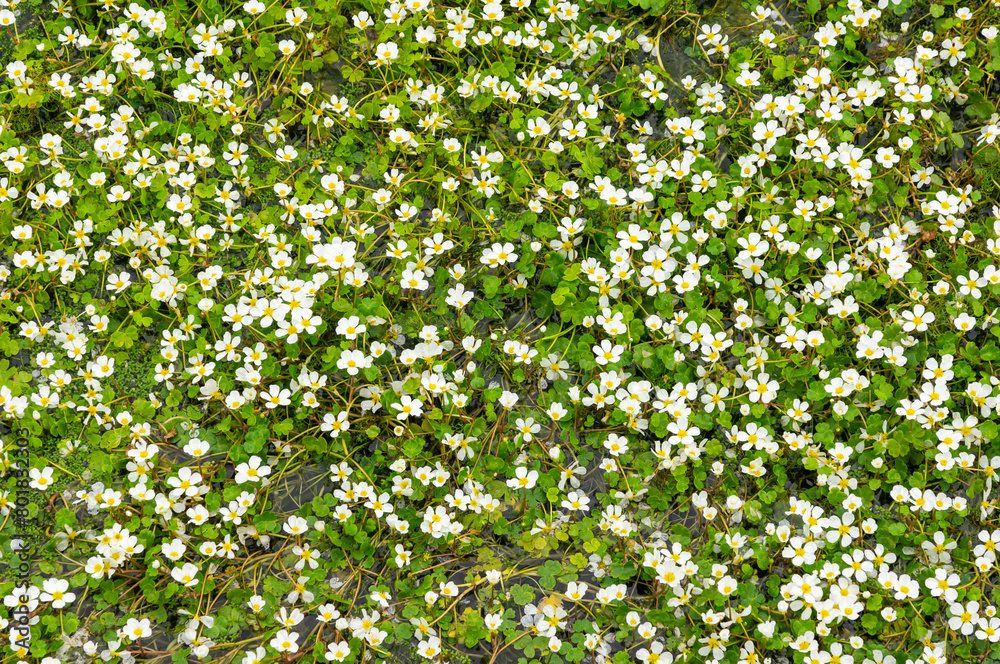 Water Lily Blossoming: Aerial View of a Stream Covered in Flowers. Water Lily Blossoming: Aerial View of a Stream Covered in Flowers.