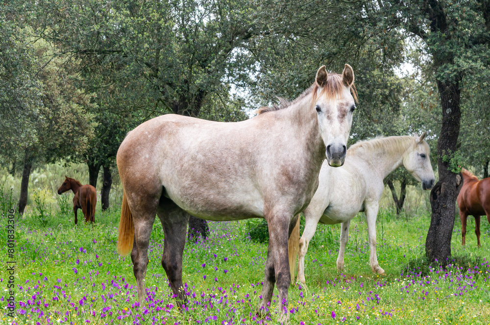 Majesty in the Herd: Profile of a Horse Gazing at the Camera Among the Oak Trees. Majesty in the Herd: Profile of a Horse Gazing at the Camera Among the Oak Trees.