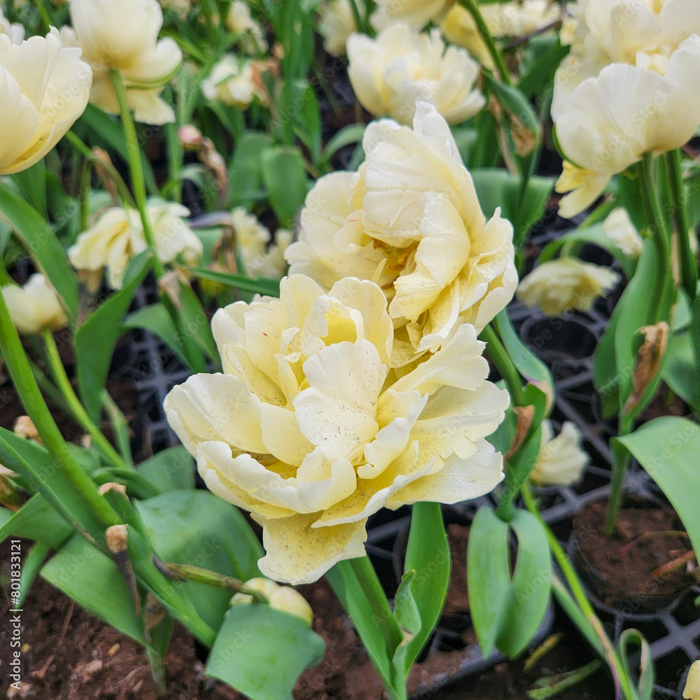 White double early tulips in Zhongshe Flower Farm in Taichung City, Taiwan. White double early tulips in Zhongshe Flower Farm in Taichung City, Taiwan.