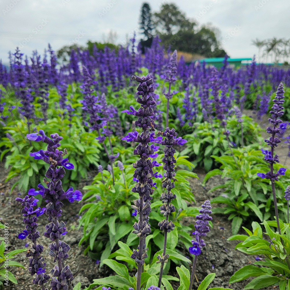 Fototapeta premium English lavender in Zhongshe Flower Market, Taichung Taiwan.