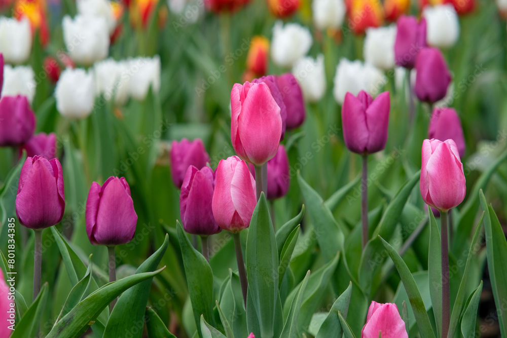 White and pink tulips in Zhongshe Flower Farm in Taichung City, Taiwan.
