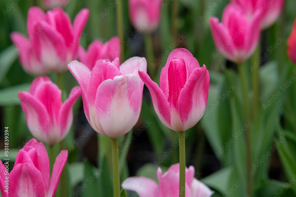 White and pink tulips in Zhongshe Flower Farm in Taichung City, Taiwan. White and pink tulips in Zhongshe Flower Farm in Taichung City, Taiwan.