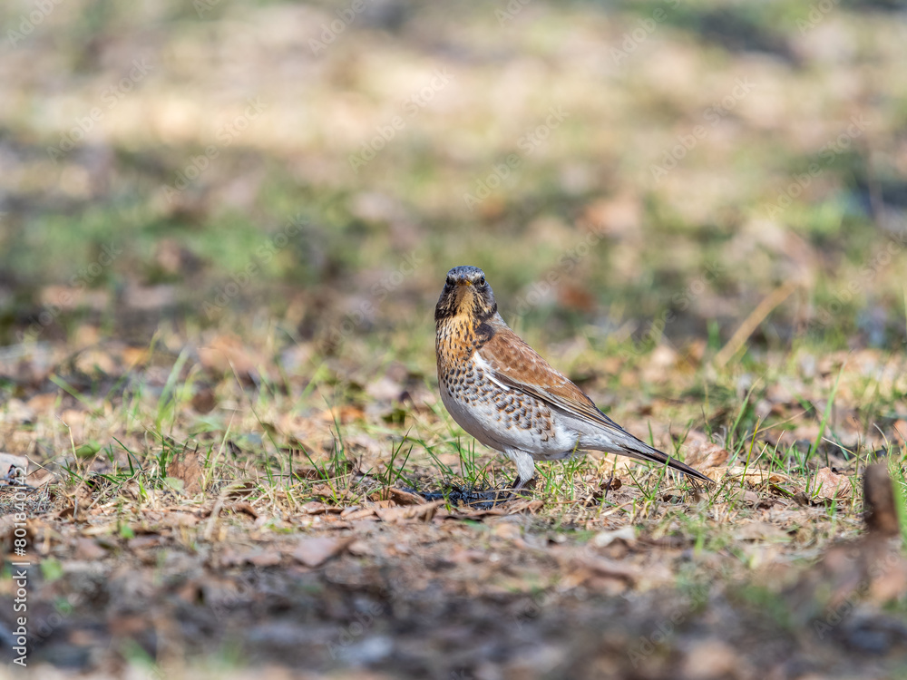 Wood bird Fieldfare, Turdus pilaris, on a sprng lawn. Wood bird Fieldfare, Turdus pilaris, on a sprng lawn.
