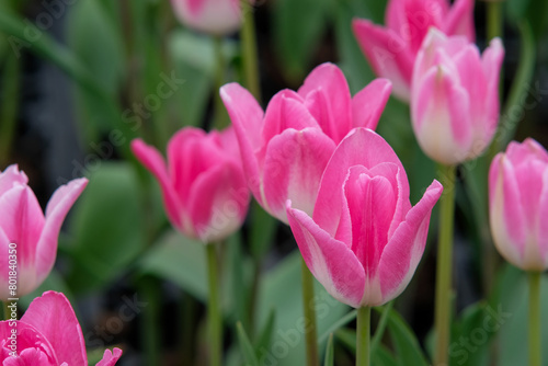 White and pink tulips in Zhongshe Flower Farm in Taichung City, Taiwan.