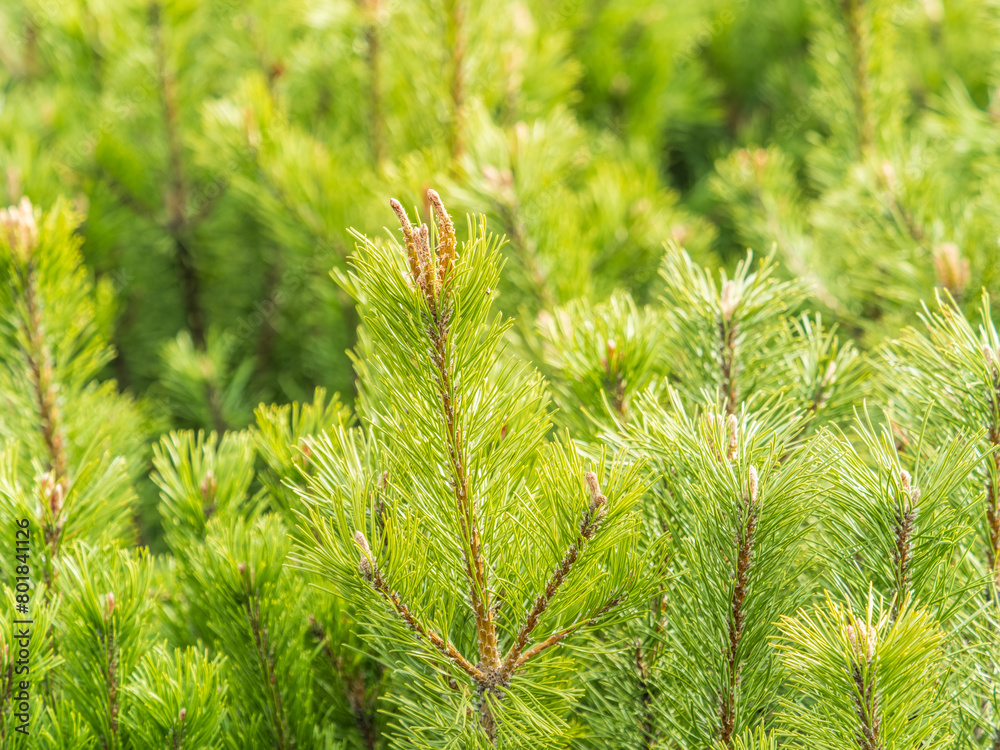 Green small pine trees with fresh shoots in spring or summer Green small pine trees with fresh shoots in spring or summer