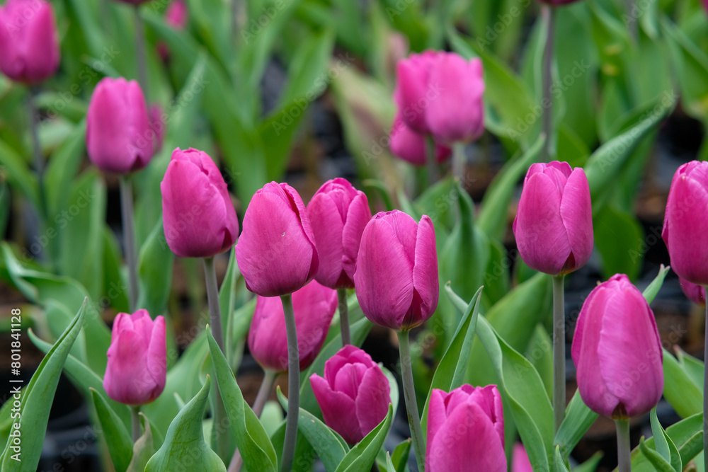 Fototapeta premium Pink tulips in Zhongshe Flower Market, Taichung Taiwan.