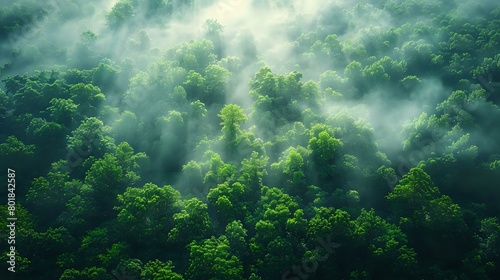 Aerial Landscape of Nature's Inherent Beauty: Canopy of Trees
