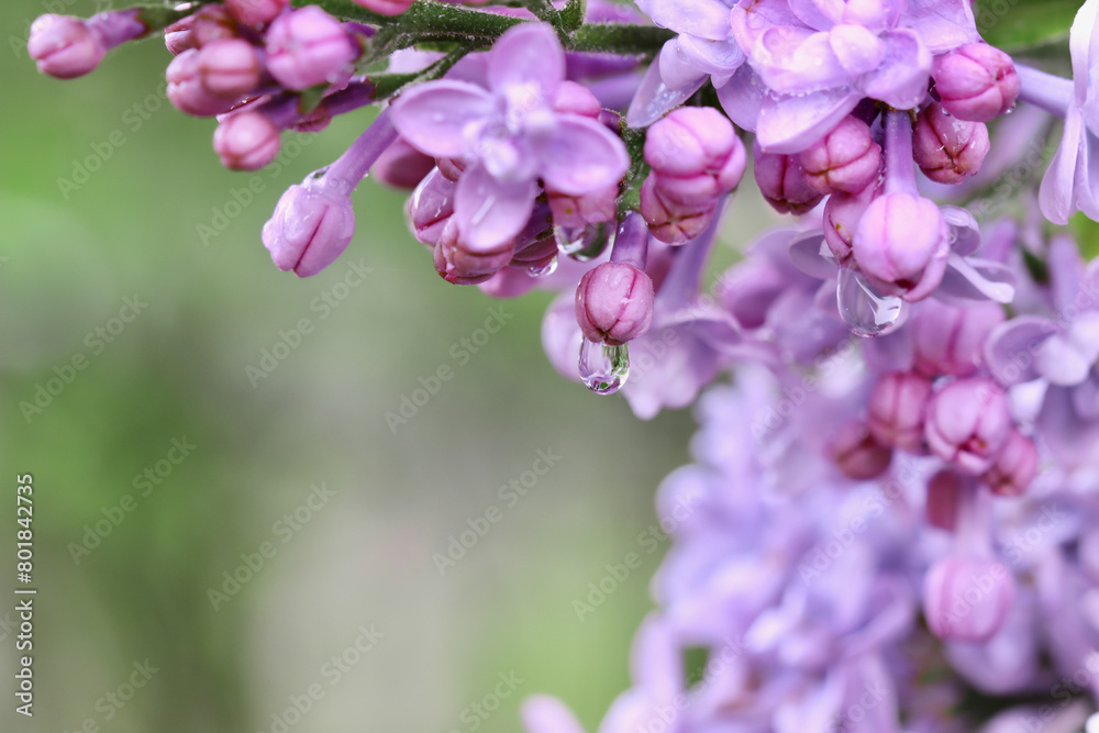 Blooming purple terry lilac with water drops after rain against green background. Soft focus Blooming purple terry lilac with water drops after rain against green background. Soft focus