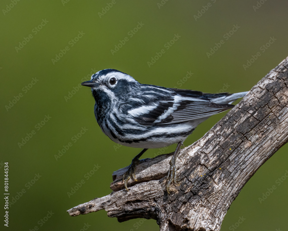Fototapeta premium Black and White Warbler