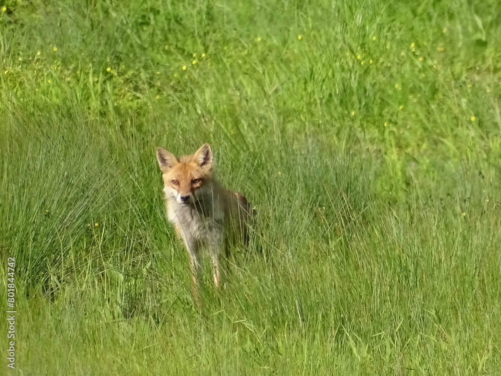 Obraz premium 野生のキツネ