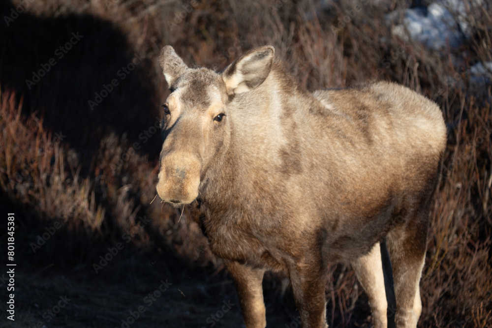 Moose cow looking up during golden hour in Denali National Park in Alaska United States Moose cow looking up during golden hour in Denali National Park in Alaska United States