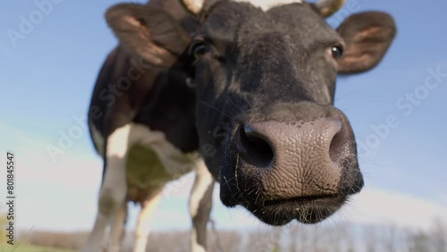 Close-up Of Dairy Cow Chewing And Licking Nose Against Blue Sky Background